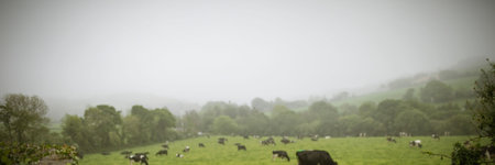 Herd of dairy cows grazing on misty pasture in flat design, hedge framing distant rolling hills. Pasture, livestock, rural, scenic, agricultural, tranquil, landscapeの写真素材
