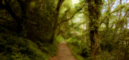 Panoramic view of footpath by trees in forest