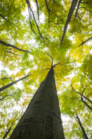 Low angle view of tall green trees in forest