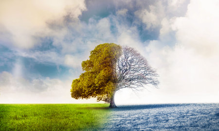 Solitary deciduous tree is standing in flat design meadow, showing spring summer and winter halves. Nature, contrast, seasonal, minimalist, landscape, duality, serenityの写真素材