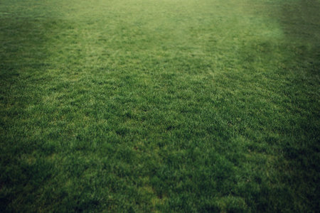 Lush green grass field is showing faint mowing patterns in flat design, copy space. Nature,...