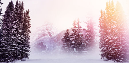 Scenic view of snow covered trees during winterの写真素材