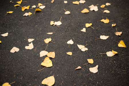 Full frame shot of orange autumn leaves on roadの写真素材