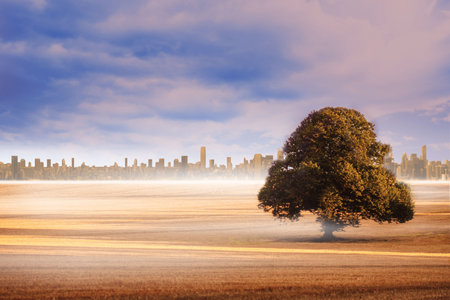 Field with tree and city on the horizonの写真素材