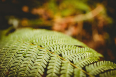 Close-up of fern leaves growing outdoorsの写真素材