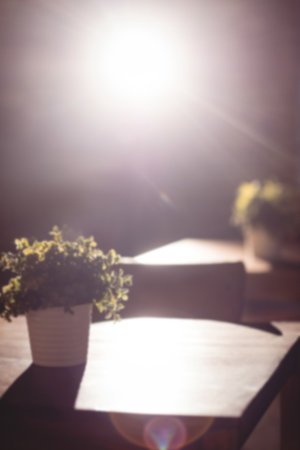 Potted plant on table against illuminated light