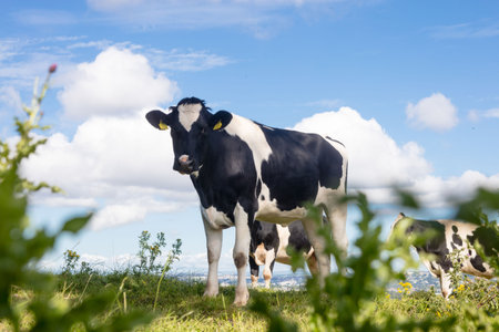 Black white dairy cow is standing on lush hillside pasture in flat design under cloudy sky. Pasture,...