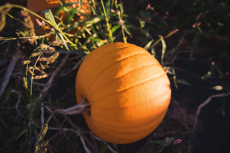 Flat design orange pumpkin is resting in garden soil with vine stems and grassy weeds. Harvest, autumn, rustic, natural, seasonal, countryside, vibrantの写真素材