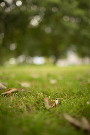 Sharp green grass blades and brown leaves drawing focus in flat design closeup under soft daylight. Nature, macro, tranquility, serenity, autumn, foliage, grasslandの写真素材