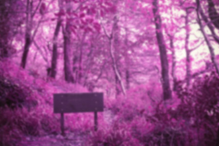Idyllic view of flowering trees during springtime