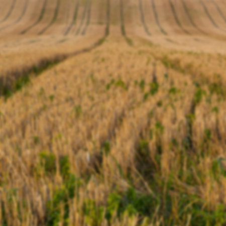 Defocused image of agricultural fieldの写真素材