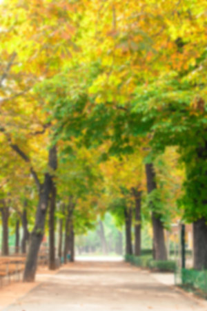 Walkway amidst trees at park