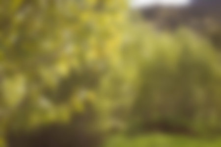 Blurry of autumn trees on a sunny dayの写真素材