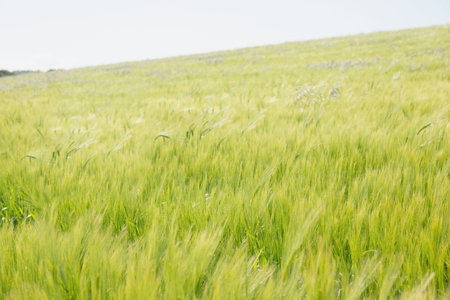 Green wheat stalks are swaying in flat design rural farmland, under clear sunny sky. Agrarian,...