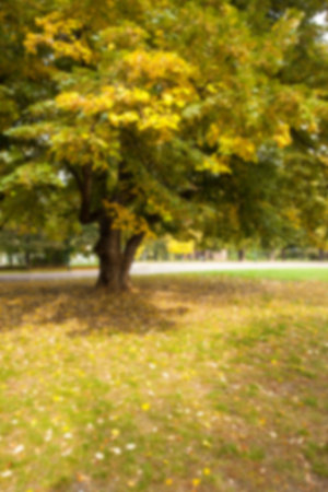 Green trees growing on field at park during autumnの写真素材