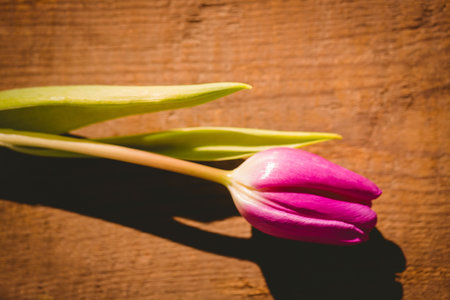 Pink tulip with green leaves is lying on wooden tabletop in flat design showing wood texture. Botanical, floral, nature, elegance, minimalism, decoration, organicの写真素材