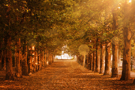 Autumn tree-lined pathway is being shown in flat design with fallen leaves, sunlit canopy and gate. Scenery, nature, landscape, tranquility, outdoor, serenity, parkの写真素材