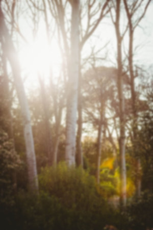 Sunlight falling on trees in forestの写真素材