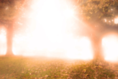 Back lit trees in forest during sunsetの写真素材