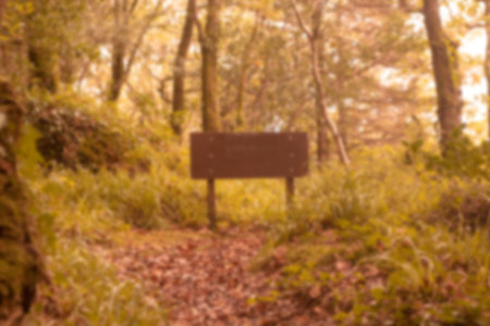 Signboard amidst trees in forestの写真素材