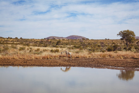 Single giraffe is standing at muddy watering hole with calm reflective water in flat design savanna. Wildlife, nature, conservation, minimalist, landscape, serenity, outdoorの写真素材