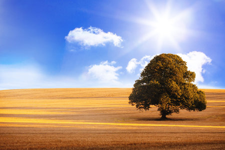 Single mature deciduous tree is standing in flat illustration over golden field under sunny sky. Nature, landscape, rural, tranquility, flora, scenic, greeneryの写真素材