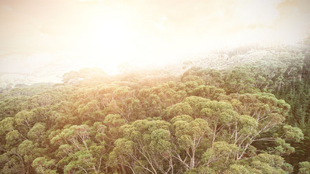 Forest under sunset sunbeams, Areal viewの写真素材