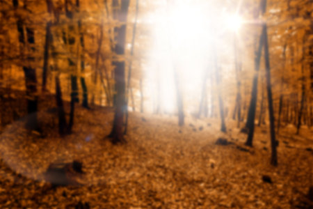 Sunlight through trees during sunset in forestの写真素材