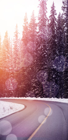 Asphalt road through snowy forestの写真素材