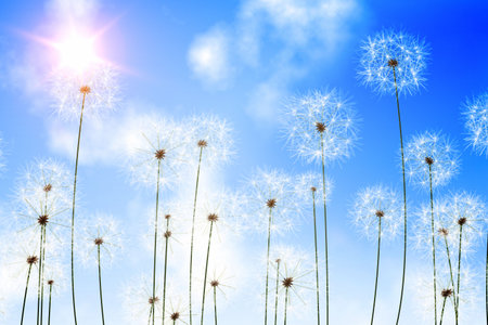 Digitally generated dandelions against sunny blue skyの写真素材