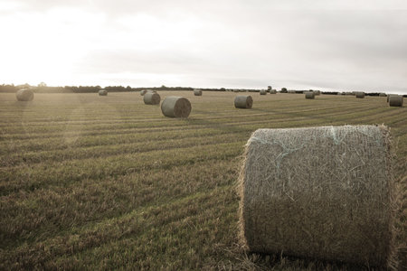 Landscape with bales of strawの写真素材