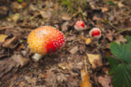 High angle view of toxic mushroom growing on field in forestの写真素材