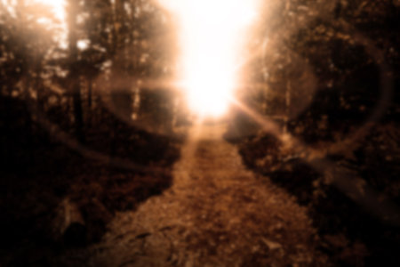 Sunlight over walkway amidst trees in forestの写真素材