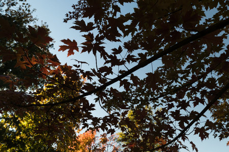 Branch of maple leaves in autumn