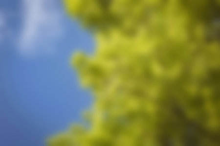 Blurry of autumn trees on a sunny dayの写真素材