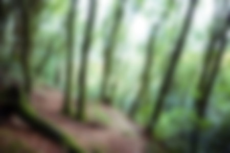 Blurry forest on a sunny day