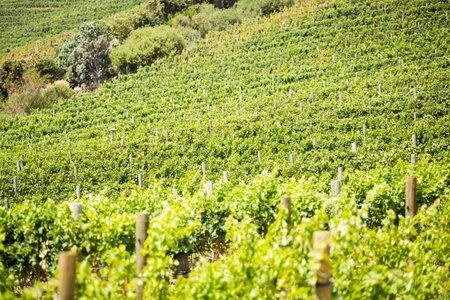 Rows of grapevines are stretching across sloping hillside in flat design, with wooden stakes....