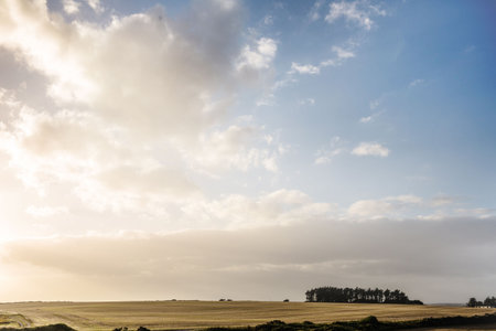 Cluster of silhouetted trees is standing on horizon in flat design, with golden fields, soft clouds....