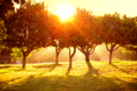 Scenic view of trees during sunriseの写真素材