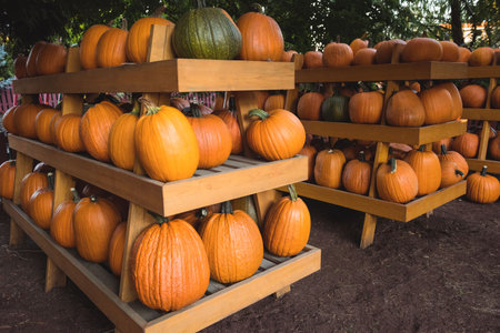 Wooden display racks are showcasing flat design autumn harvest with orange pumpkins and red fence....