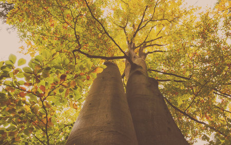 Low angel view of trees during autumn at parkの写真素材