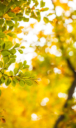Low angle view of yellow tree during autumnの写真素材