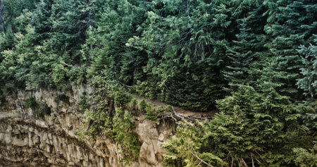 Forest on the edge of the voidの写真素材