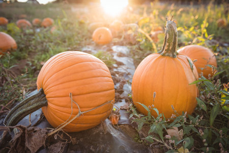 Pair orange pumpkins are resting among vines on plastic-covered soil in flat design with sun flare....