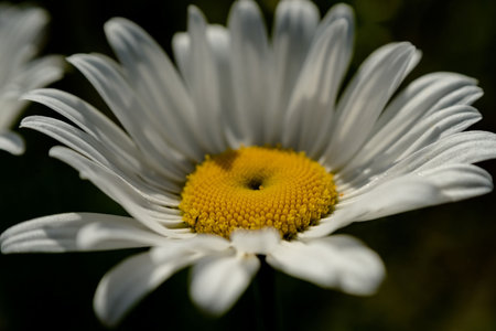 Close-up of white daisy growing outdoorsの写真素材
