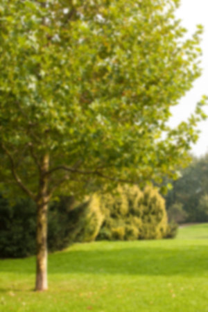 Green trees on grassland at park