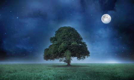 Solitary tree is standing in flat design meadow under starry night sky with glowing full moon. Nature, tranquility, serenity, illumination, landscape, minimalism, celestialの写真素材