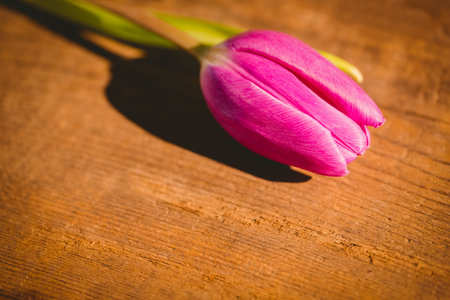 Pink tulip is lying on textured wood surface in vector illustration, casting shadow with warm light. Flora, natural, rustic, delicate, botanical, craft, outdoorの写真素材