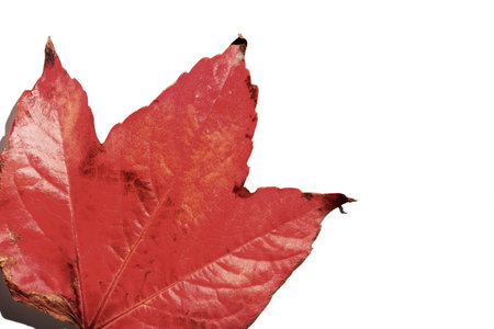 Close-up of red autumn leaf over white backgroundの写真素材