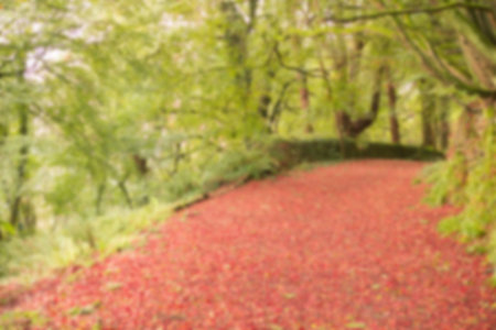 Walkway amidst green trees in forestの写真素材